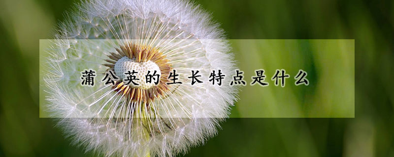 蒲公英的生长特点是什么