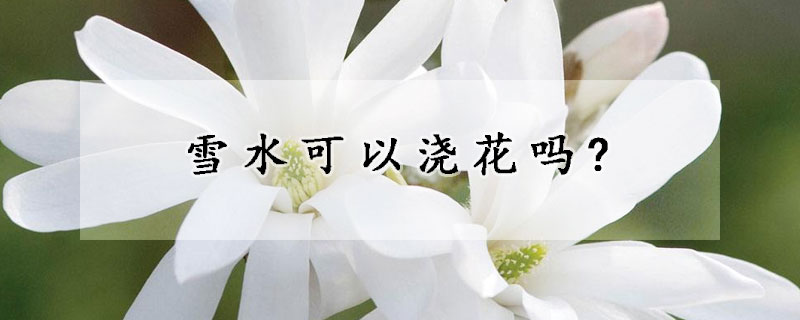 雪水可以浇花吗?