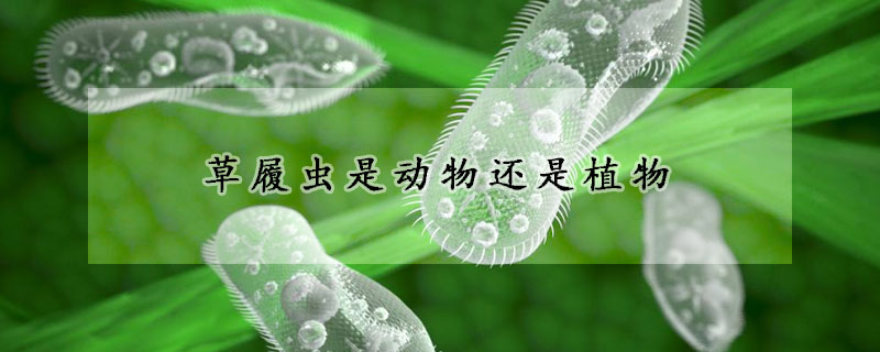 草履虫是动物还是植物