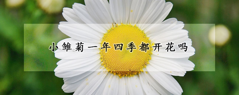 小雏菊一年四季都开花吗