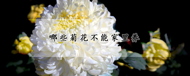 哪些菊花不能家里养