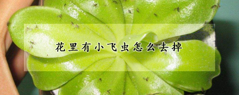 花里有小飞虫怎么去掉