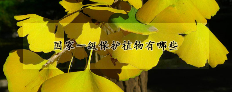 国家一级保护植物有哪些