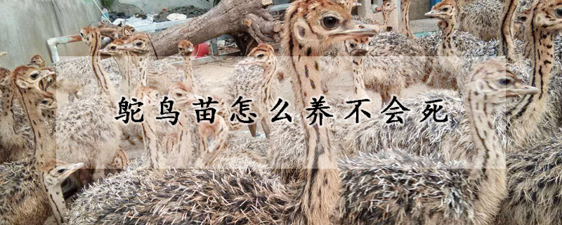 鸵鸟苗怎么养不会死
