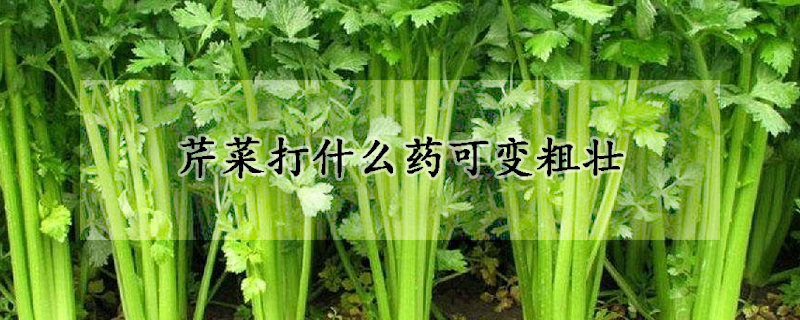 芹菜打什么药可变粗壮