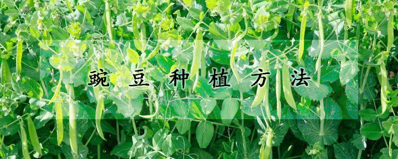 豌豆种植方法