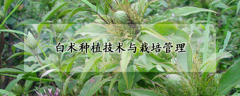 白术种植技术与栽培管理