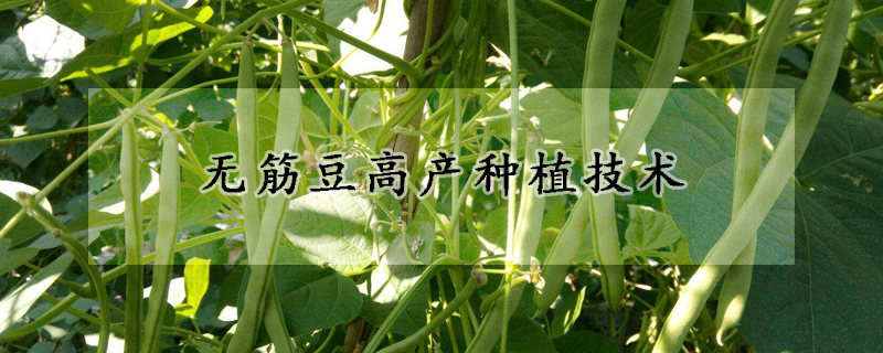 无筋豆高产种植技术