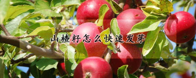 山楂籽怎么快速发芽