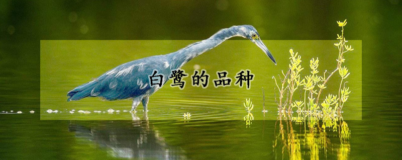白鹭的品种