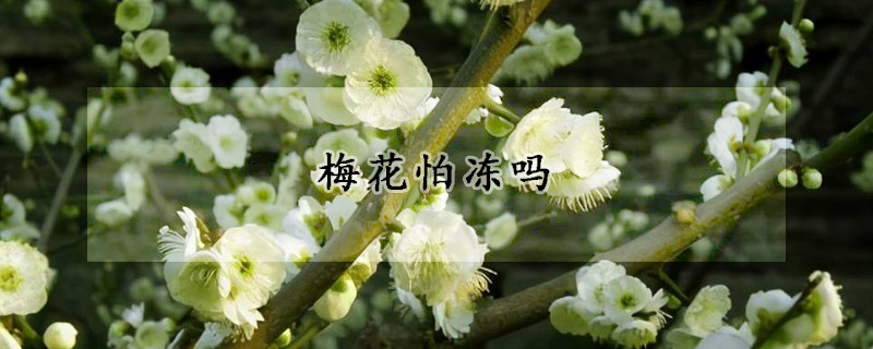 梅花怕冻吗