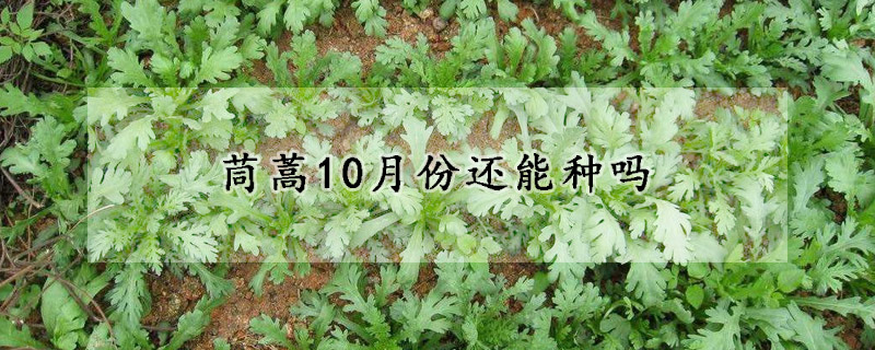 茼蒿10月份还能种吗