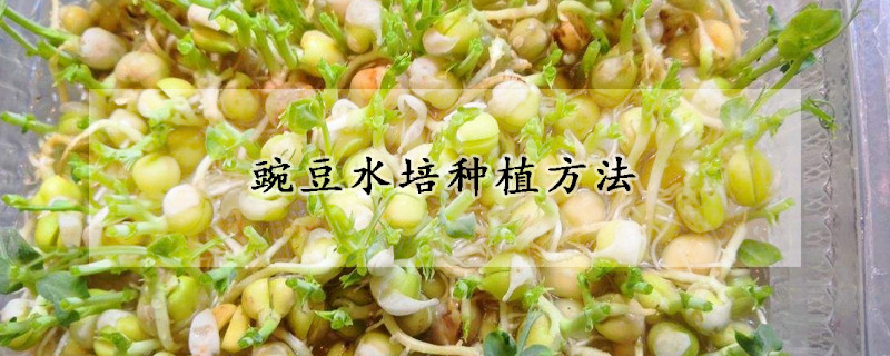 豌豆水培种植方法