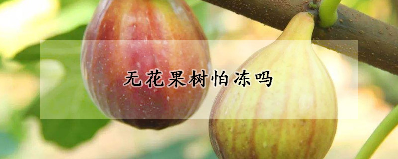 无花果树怕冻吗