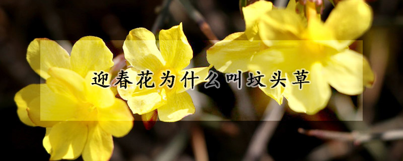 迎春花为什么叫坟头草