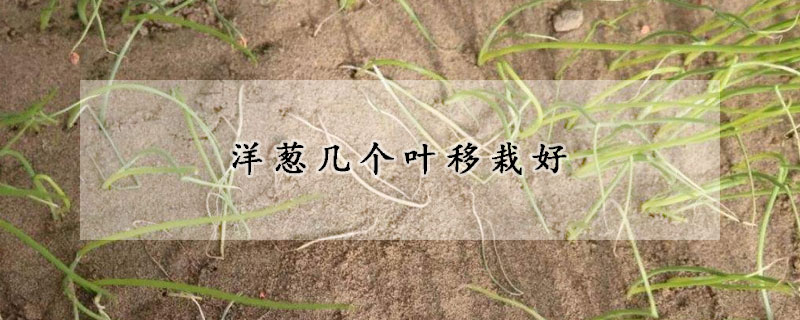 洋葱几个叶移栽好