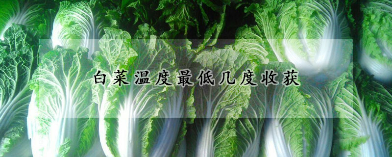 白菜温度最低几度收获