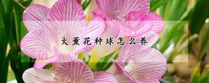 大薰花种球怎么养