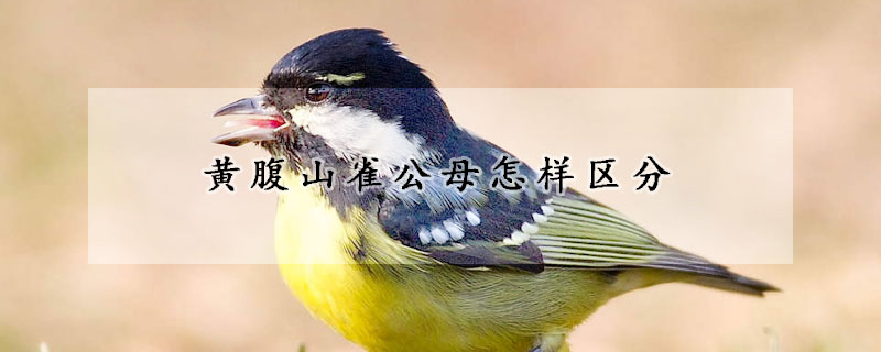 黄腹山雀公母怎样区分