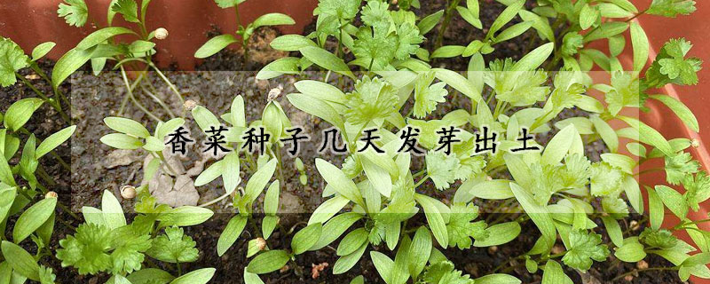 香菜种子几天发芽出土