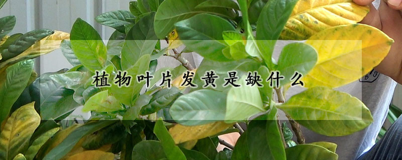 植物叶片发黄是缺什么