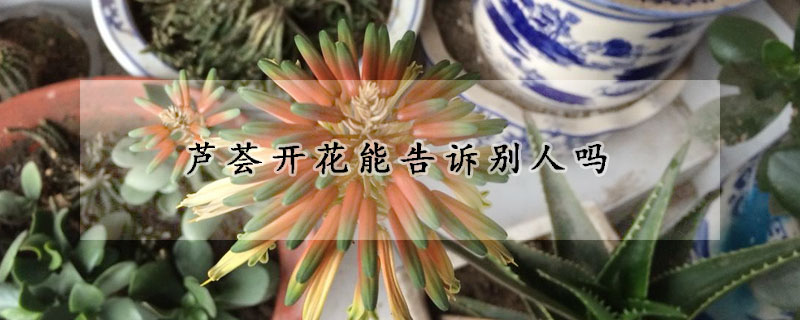 芦荟开花能告诉别人吗