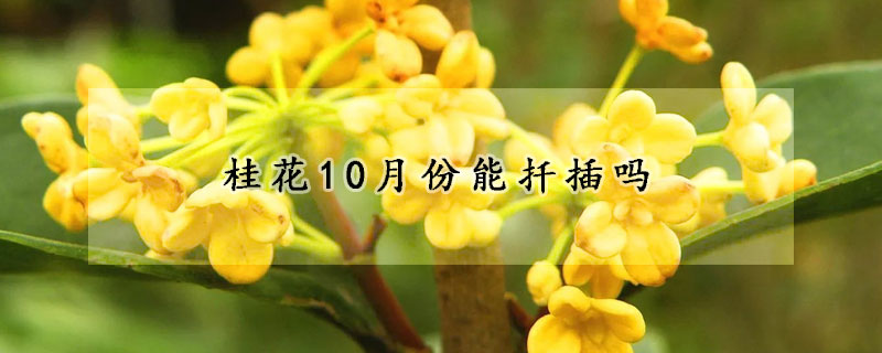 桂花10月份能扦插吗