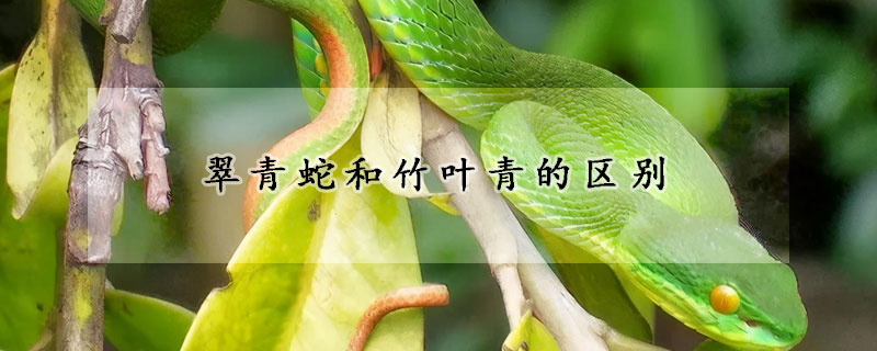 翠青蛇和竹叶青的区别