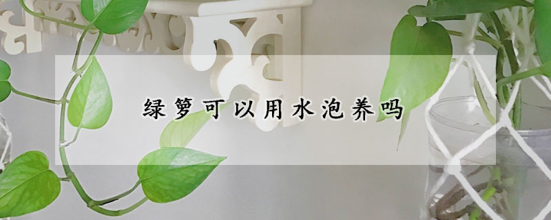 绿箩可以用水泡养吗