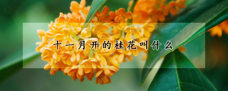 十一月开的桂花叫什么