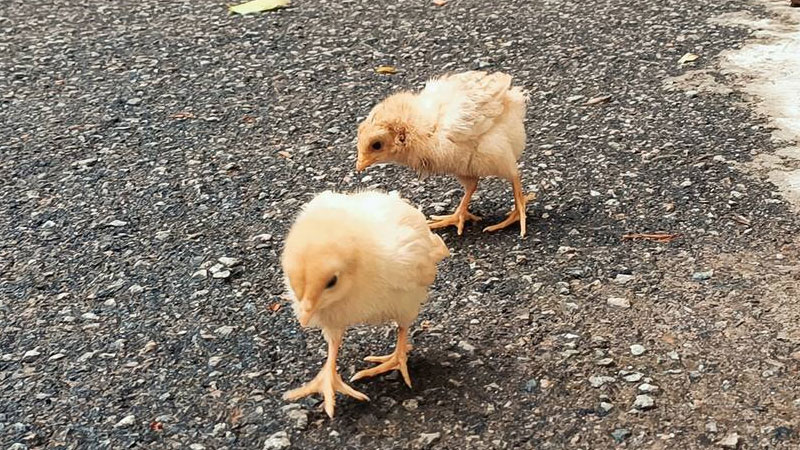 小鸡的脚印像什么