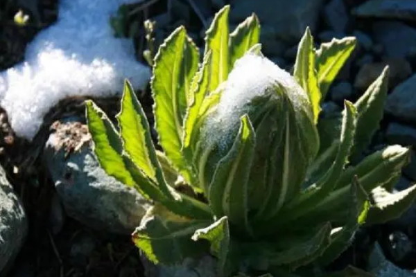最冷血无情的花 代表冷漠无情的花