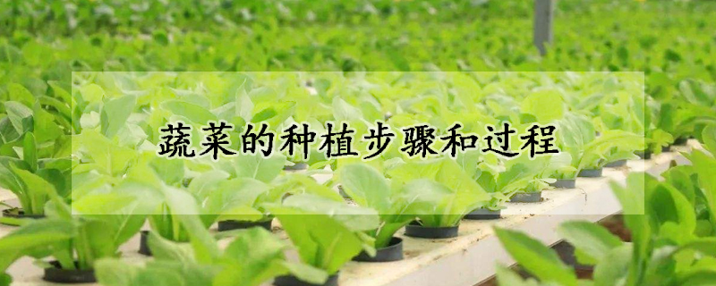 蔬菜的种植步骤和过程