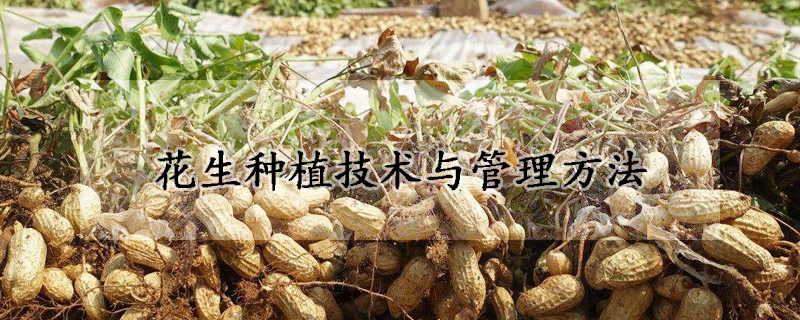 花生种植技术与管理方法