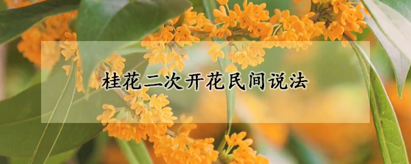 桂花二次开花民间说法