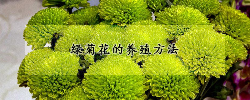 绿菊花的养殖方法