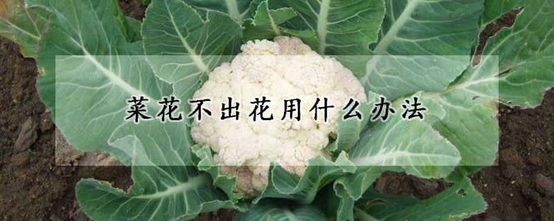 菜花不出花用什么办法