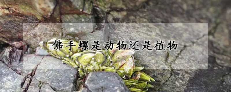 佛手螺是动物还是植物