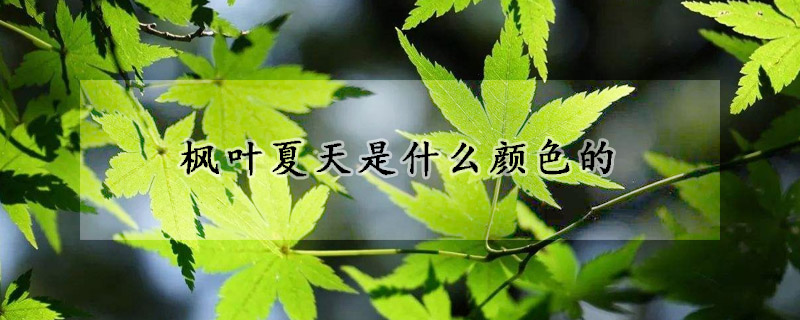 枫叶夏天是什么颜色的