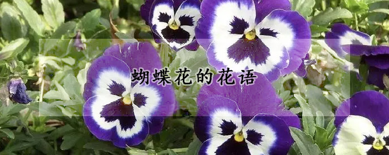 蝴蝶花的花语