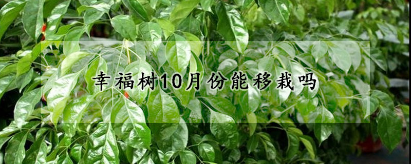 幸福树10月份能移栽吗