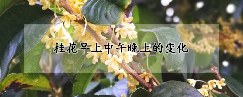 桂花早上中午晚上的变化