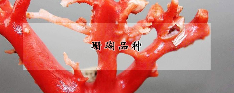 珊瑚品种