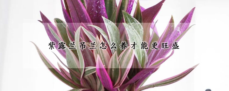 紫露兰吊兰怎么养才能更旺盛