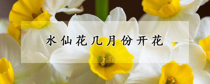 水仙花几月份开花