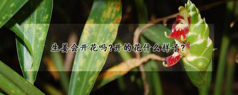 生姜会开花吗?开的花什么样子?