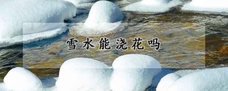 雪水能浇花吗