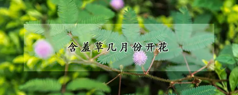 含羞草几月份开花