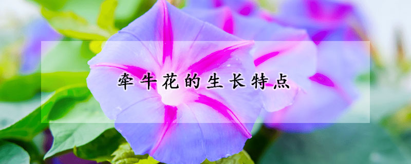 牵牛花的生长特点