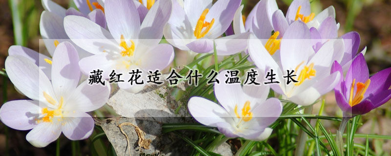 藏红花适合什么温度生长